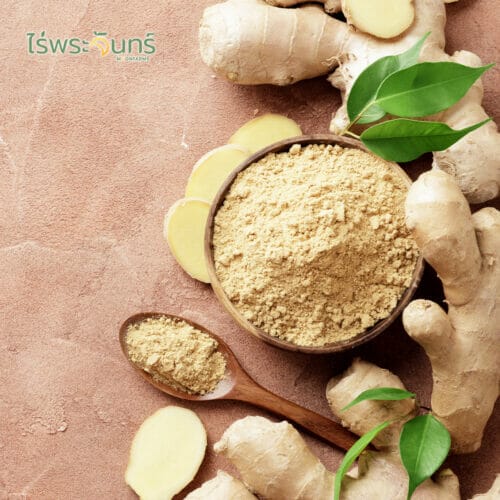 Instant Ginger Powder ผงขิงสกัด 100% สำเร็จรูปพร้อมดื่ม ขิงผงสกัด100% ขิงสกัด ขิงผง Ginger Powder ขิงผงบด ขิงสกัดผง ขิงสำเร็จรูป น้ำขิง น้ำขิงสำเร็จรูป