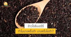 ไรซ์เบอร์รี่ดำไม่ดำ ข้าวเพื่อสุขภาพ ข้าวกล้อง ข้าวสุขภาพ ข้าว ข้าวไรซ์เบอรี่ ไรซ์เบอรี่ ไรซ์เบอร์รี่ ข้าวไรซ์เบอร์รี่ Riceberry ข้าวดำ ไรซ์ ราคา ขายส่ง ค้าส่ง ราคาส่ง ราคาถูก ราคาไม่แพง อินทรีย์ ออแกนิค organic ออแกนิก เกษตรอินทรีย์ ไร่พระจันทร์ moonricefarm