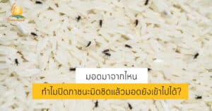 มอดในข้าว มอด วิธีจัดการมอด วิธีกำจัดมอด มอดเข้าไปในข้าวได้อย่างไร มอดเข้าไปได้ยังไง