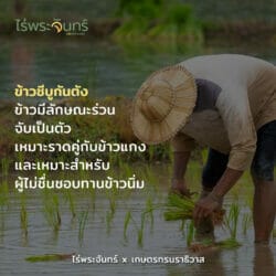 ซีบูกันตัง ข้าวซีบูกันตัง