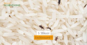 5 วิธีไล่มอด ด้วยวิธีธรรมชาติ