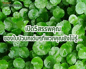 เปิด5สรรพคุณของใบบัวบกเด่นๆที่พวกคุณยังไม่รู้ 1024x819 1