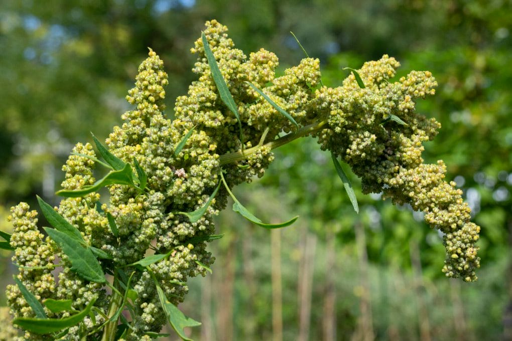 quinoa plant close up