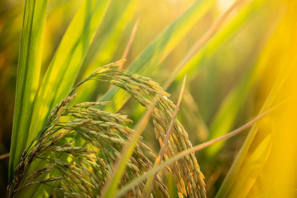 เปิดประโยชน์จากโปรตีนพืช 6 ชนิด 6 piece golden rice rice waiting be harvested